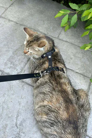 Kedi Gezdirme Tasması, Deri Kedi Gezdirme Tasması - NPC007