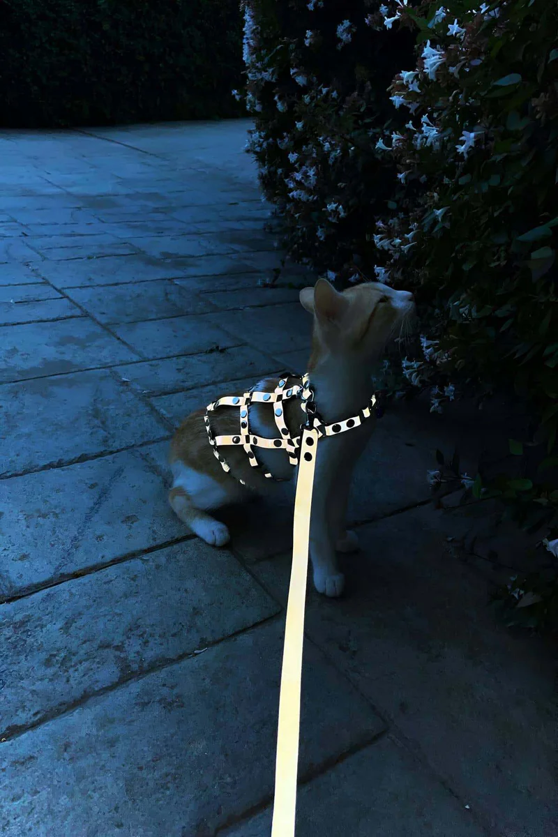 Cat Harness Side View Silver Faux Leather Adjustable Straps with Studs and Matching Leash on Outdoor Path