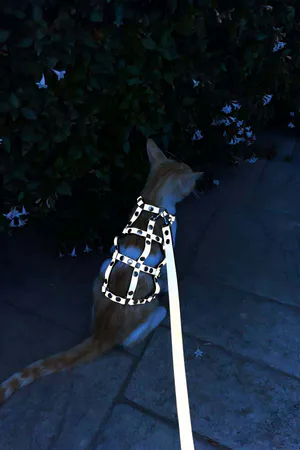 Renkli Reflektör Karanlıkta Parlayan Şık Kedi Harness, Kedi Yürüme Tasması, Kedi Güvenlik Tasması - NPC011