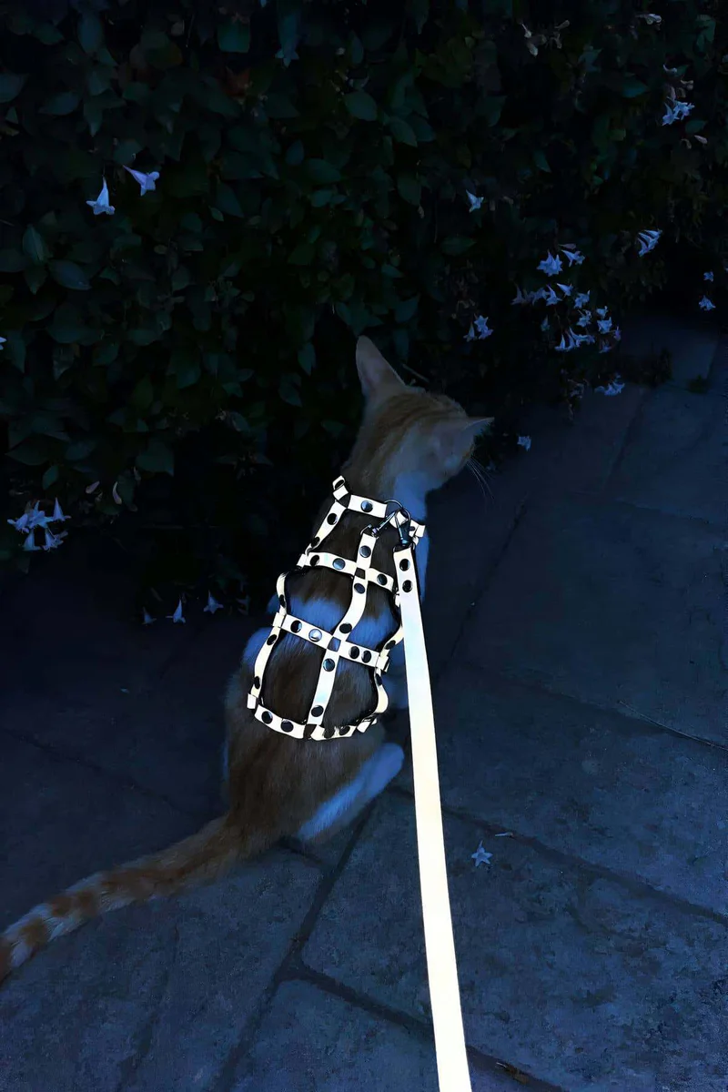 Front View of Studded Cat Harness Close-Up Metal Stud Details Black Faux Leather Set with Matching Leash on Orange Cat
