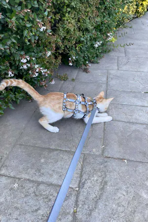 Renkli Reflektör Karanlıkta Parlayan Şık Kedi Harness, Kedi Yürüme Tasması, Kedi Güvenlik Tasması - NPC011