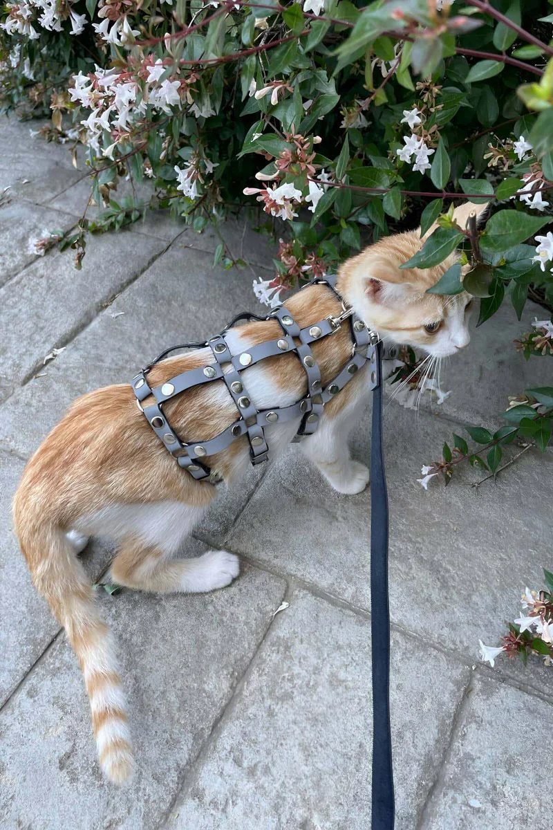 Studded faux leather cat harness in gray with matching leash, worn by orange tabby exploring garden foliage