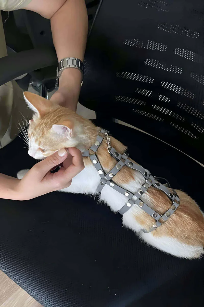 Karanlıkta Parlayan Reflektörlü Şık Kedi Harness, Kedi Yürüme Tasması, Kedi Güvenlik Tasması - NPC011